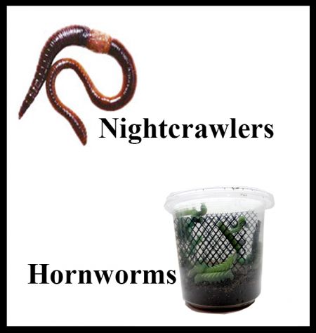 Nightcrawler and Hornworms: American Cricket Ranch