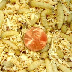Waxworms